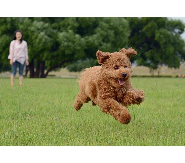 Brown dog appearing in focus in foreground with person in distance appearing out of focus