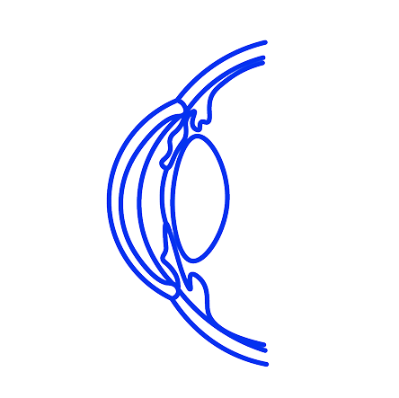 illustration of an eye cross-section, showing the cornea, lens, and surrounding structures