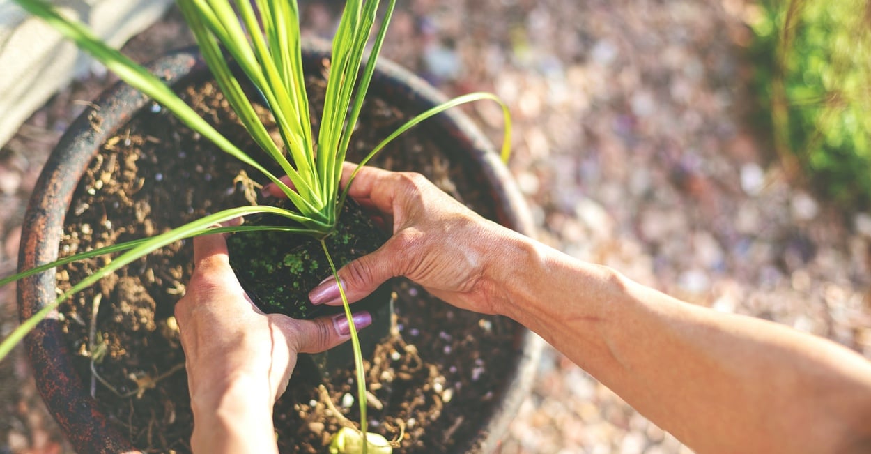 Woman's hands putting plant in soil